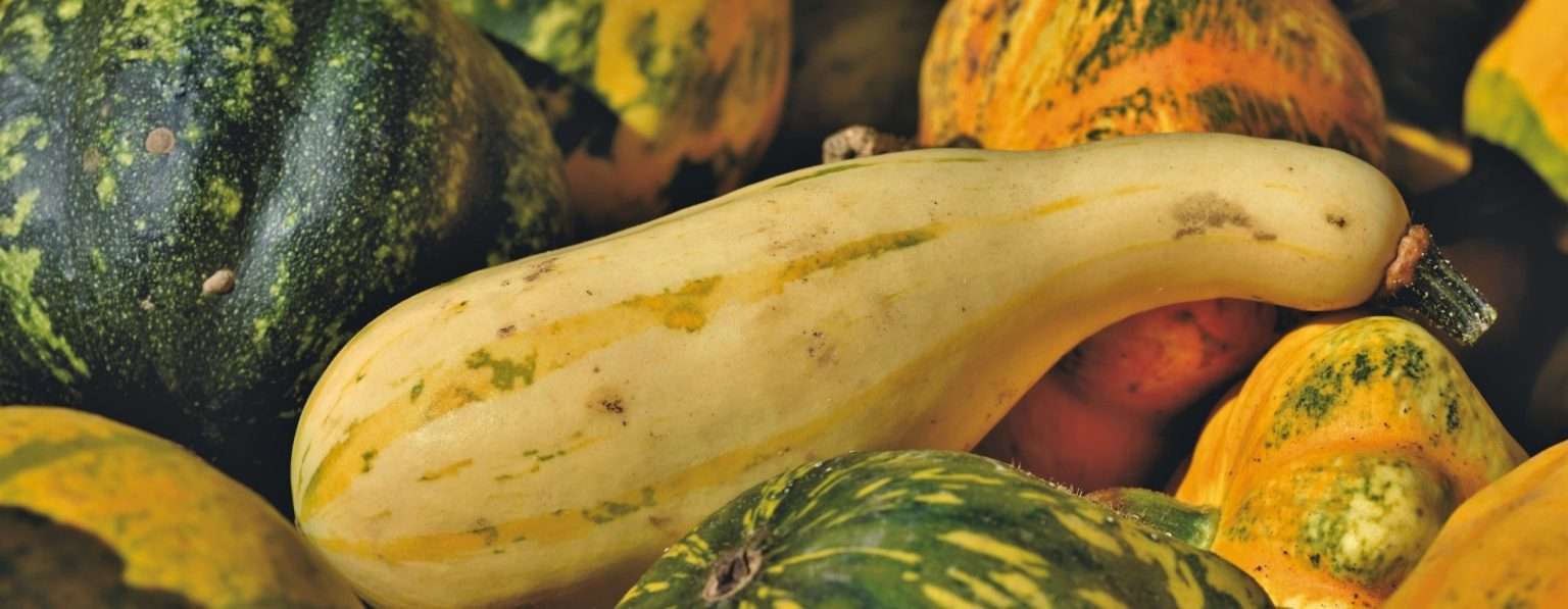 Anteprima: Biodiversità a rischio: la scomparsa delle verdure stravolge l’alimentazione