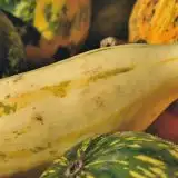 Biodiversità a rischio: la scomparsa delle verdure stravolge l'alimentazione
