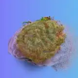 Il muschio sembra possa creare un suo cervello
