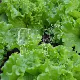 Una proteina della carne è stata coltivata nella lattuga
