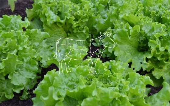 Una proteina della carne è stata coltivata nella lattuga