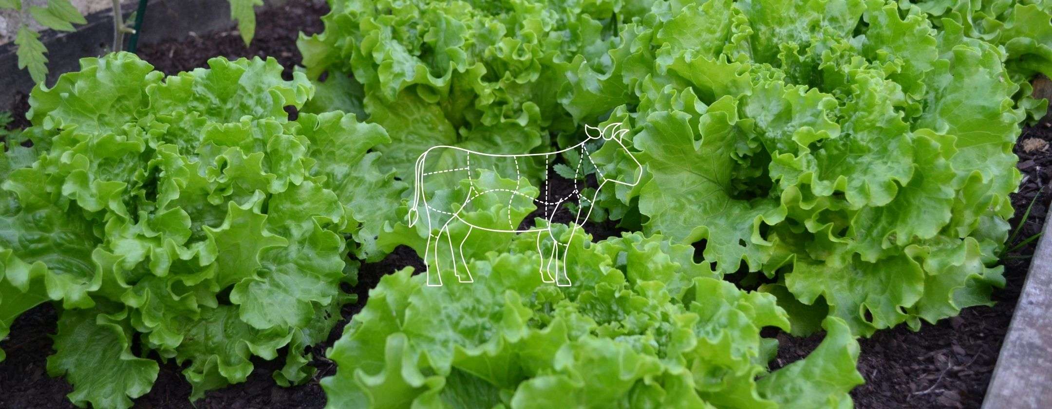proteina-carne-coltivata-lattuga