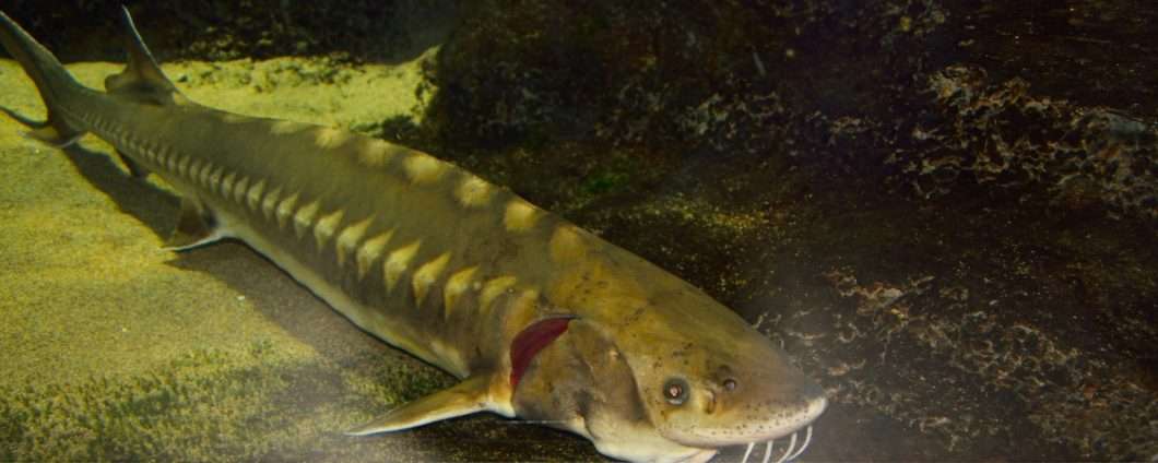 Questo pesce di lago potrebbe essere più vecchio degli Stati Uniti