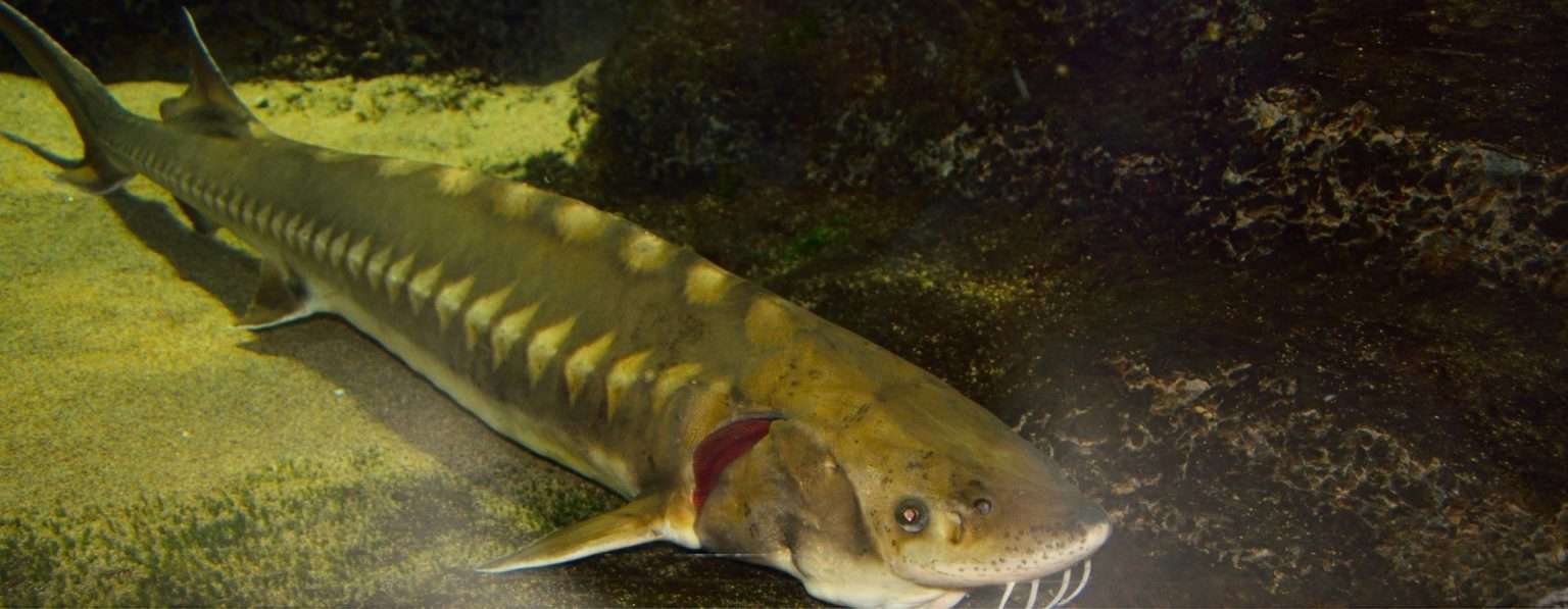 Anteprima: Questo pesce di lago potrebbe essere più vecchio degli Stati Uniti