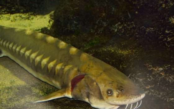 Questo pesce di lago potrebbe essere più vecchio degli Stati Uniti