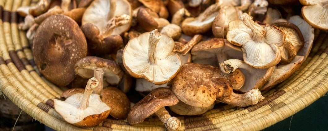 La mappa per trovare i porcini non va giù ai fungaioli