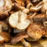 La mappa per trovare i porcini non va giù ai fungaioli