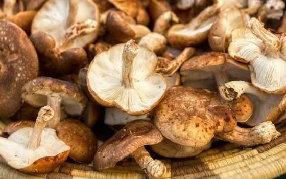 La mappa per trovare i porcini non va giù ai fungaioli