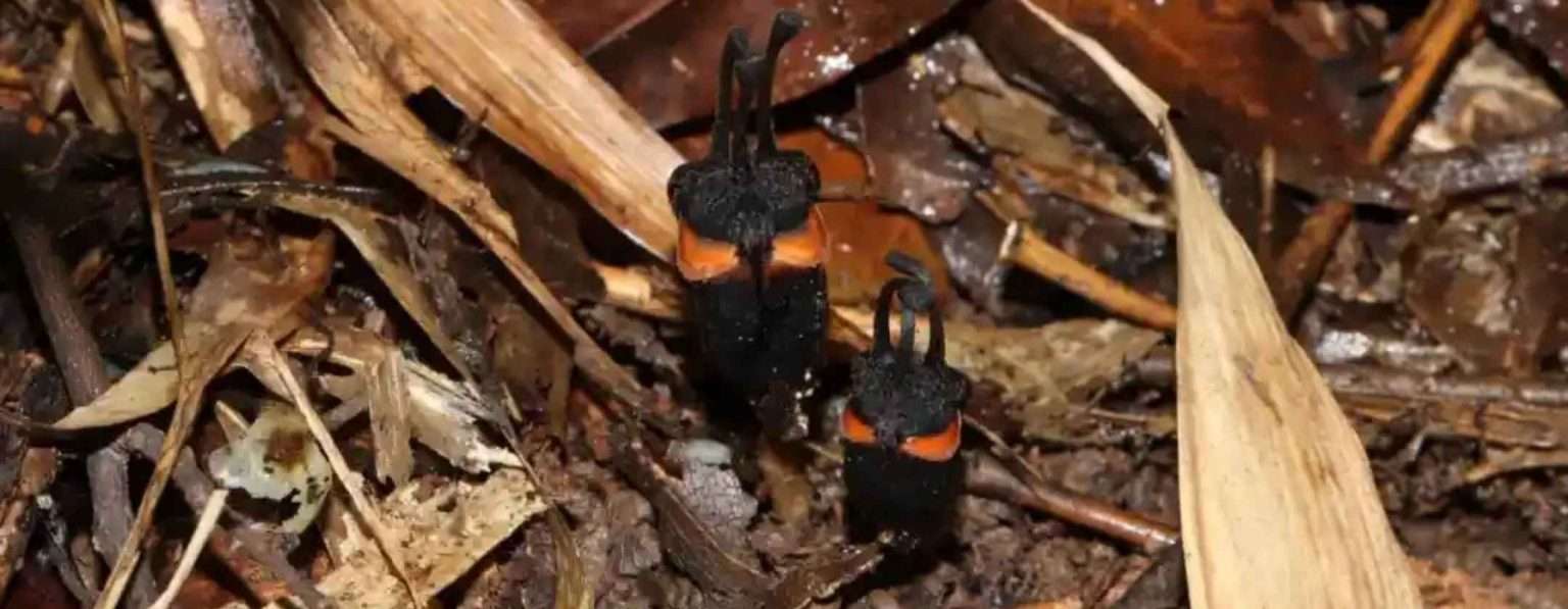 Anteprima: Scoperto un “fiore del diavolo” che cresce e vive senza luce solare
