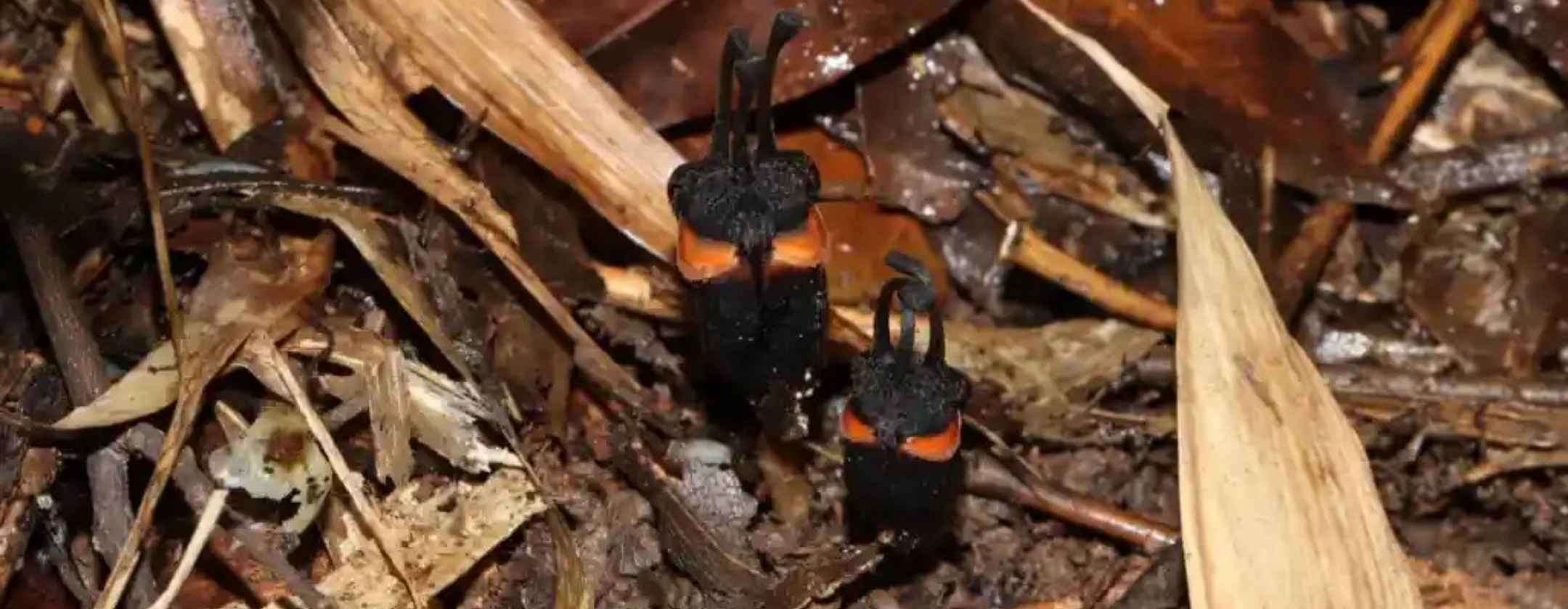 Scoperto un “fiore del diavolo” che cresce e vive senza luce solare