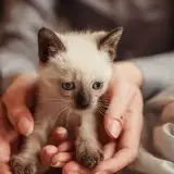 Felicità e gatti hanno un legame in 93 paesi secondo gli scienziati