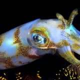 I calamari sarebbero ricoperti di cellule simili ai peli delle nostre orecchie