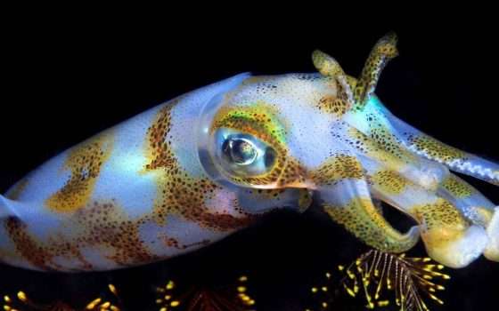 I calamari sarebbero ricoperti di cellule simili ai peli delle nostre orecchie