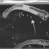 Robot con muscoli veri: l'ETH di Zurigo li crea con cellule di topo