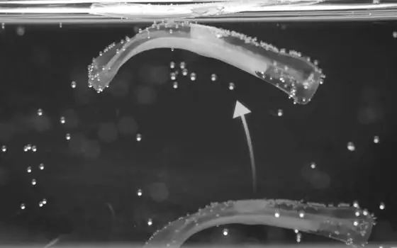 Robot con muscoli veri: l'ETH di Zurigo li crea con cellule di topo