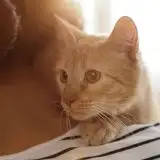 Tu e il tuo gatto condividete più di quanto pensi